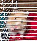 cute hamster